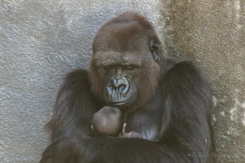 an adult gorilla with its baby next to a wall