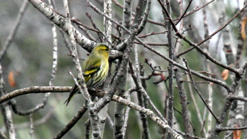 a small yellow and gray bird sitting in a tree