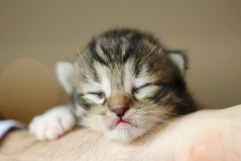 a small kitten sitting on top of the human