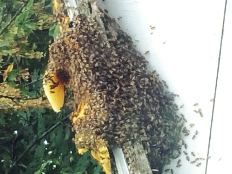bees are in the beehive after coming out
