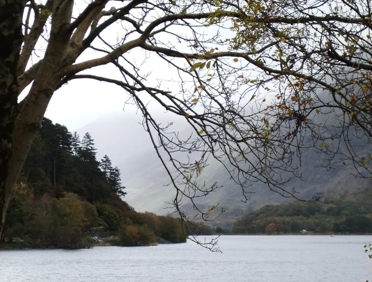 the view of trees in front of a large body of water