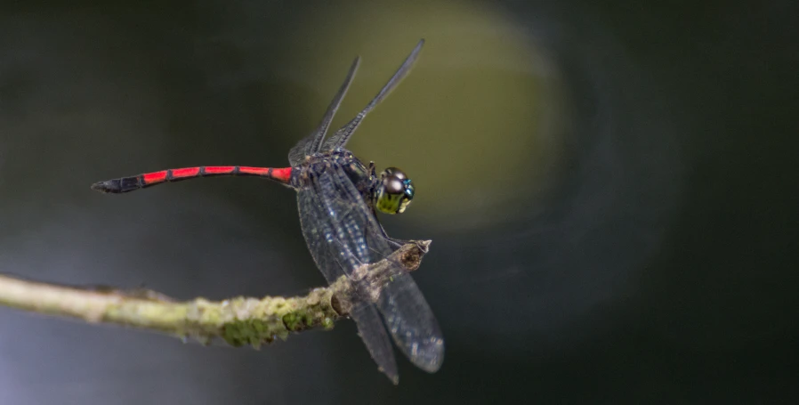 a dragon fly is sitting on a small twig