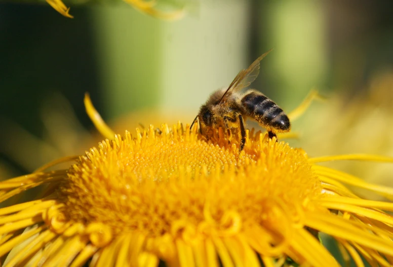 a bee is in close proximity to the yellow flower