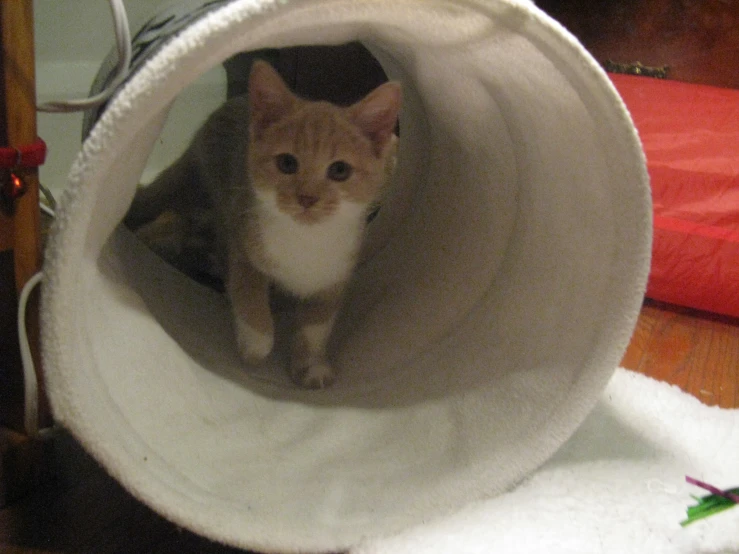 a cat is sitting on a round object