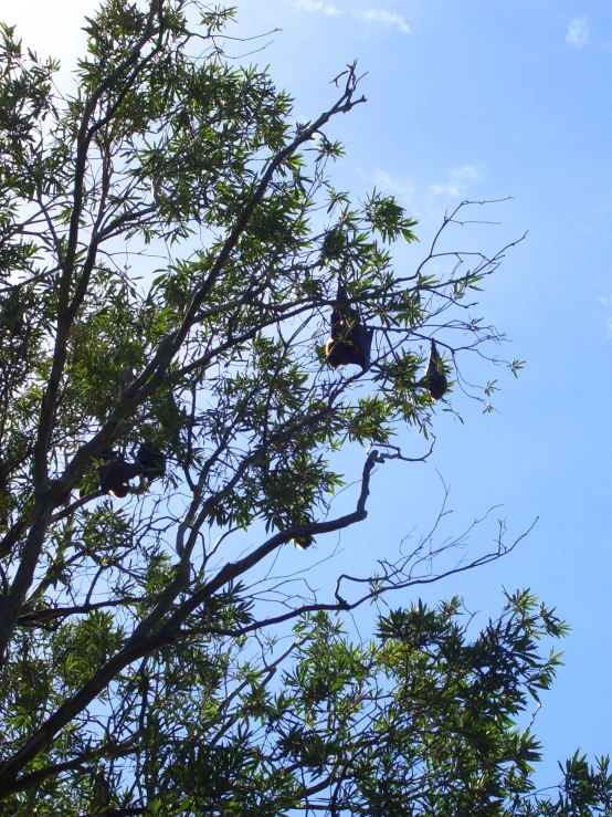 a bird is sitting in a high leafy tree