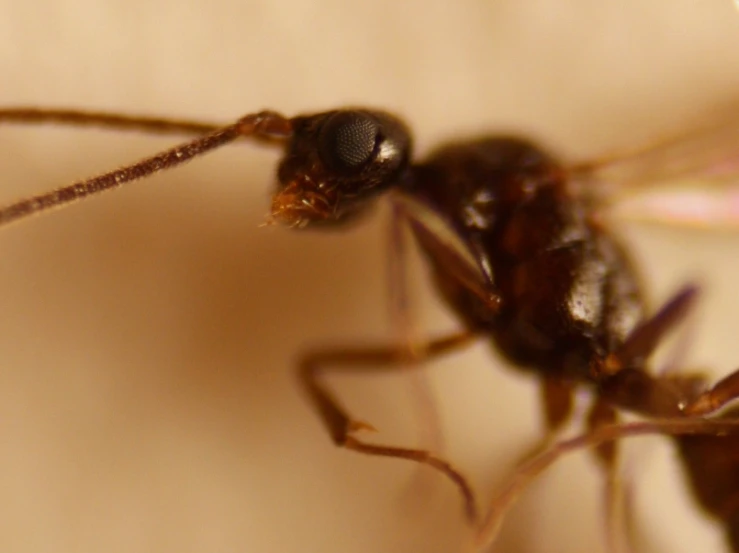a brown ant is looking at soing while sitting on a surface
