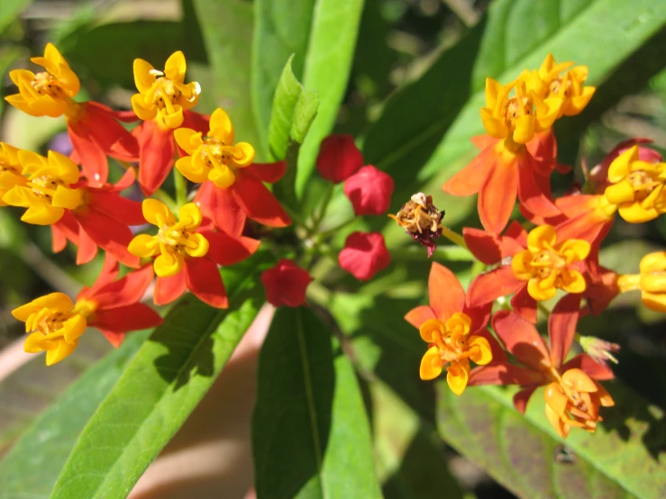 closeup of the orange and yellow flowers that are blooming