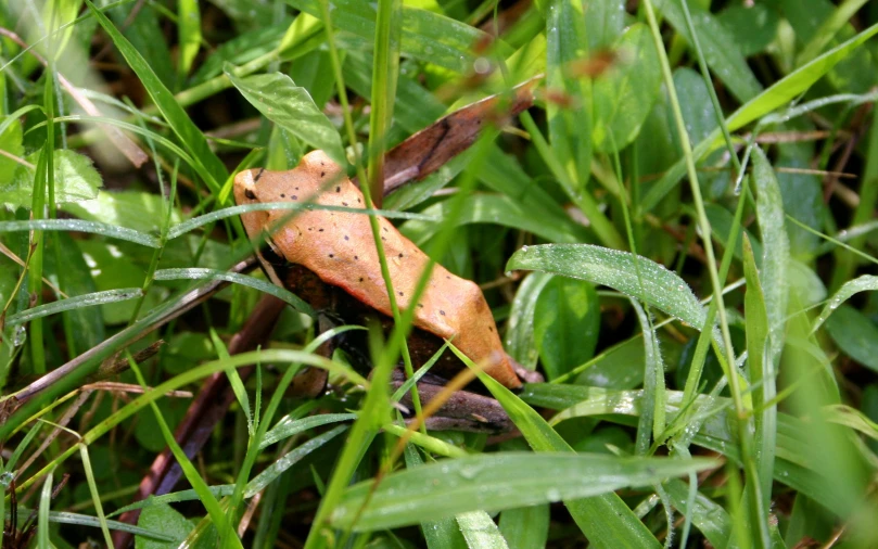 small lizard's foot in the tall grass with water droplets on it