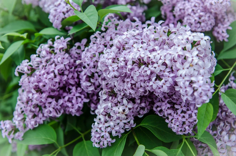 some purple lilacs that are still in the wild