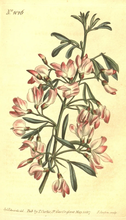 an illustration of a flower in pink and green