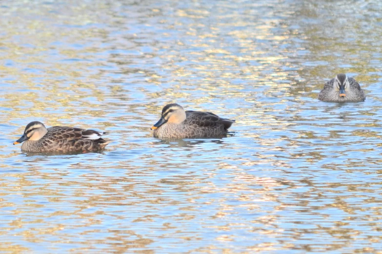 the ducks are swimming in the calm water