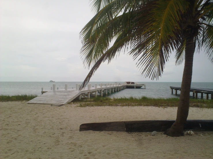 a palm tree next to a dock and ocean