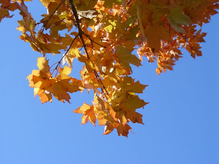 the yellow leaves of an autumn tree against the blue sky