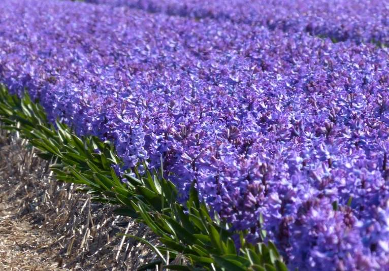 a field with blue and purple flowers in it