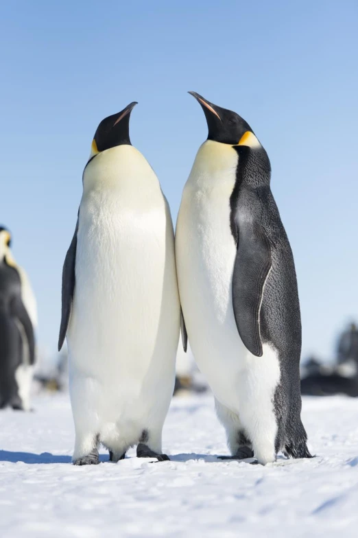 two penguins standing close together looking at each other