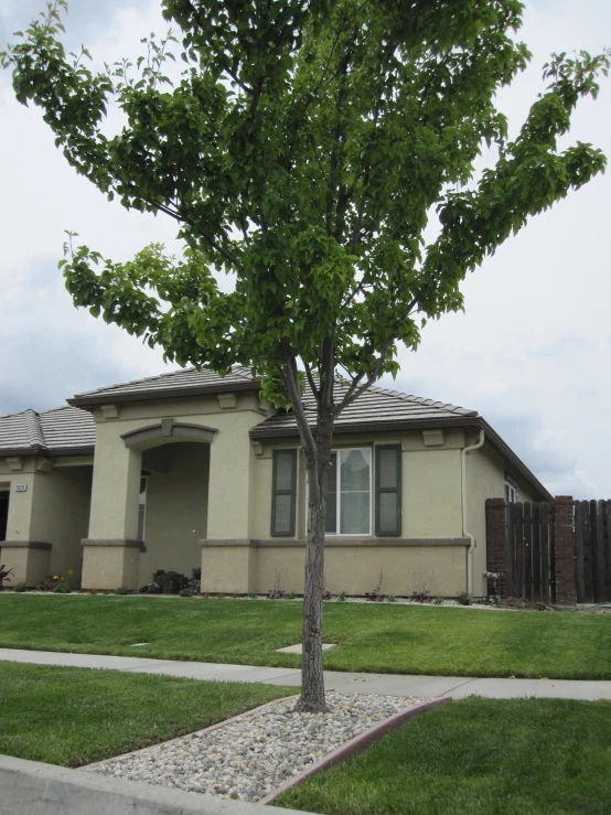 a small tree is on the corner in front of a house