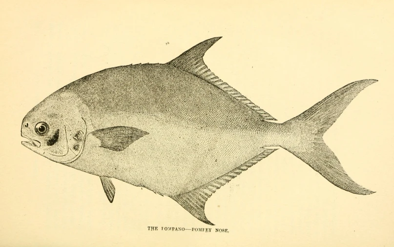 drawing of a fish from the british watersman's manual