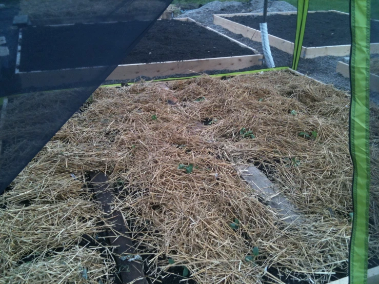 straw mulch in a vegetable garden bed