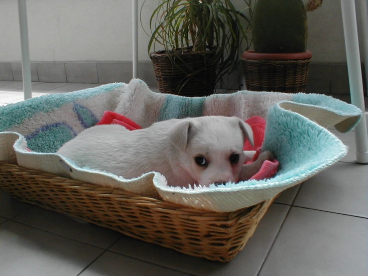 a white dog is in a blue and white bed