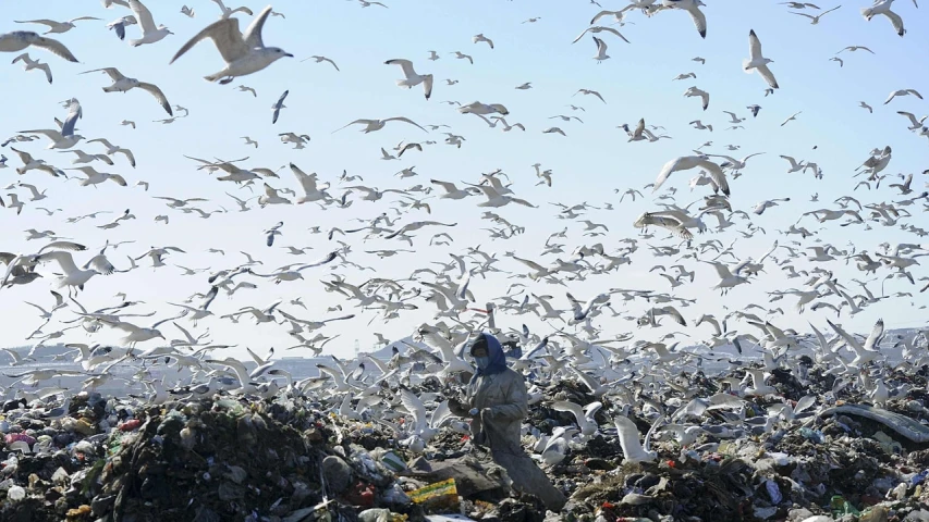 a person is in a pile of garbage while birds fly overhead