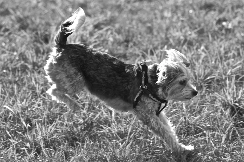 black and white pograph of dog walking through field