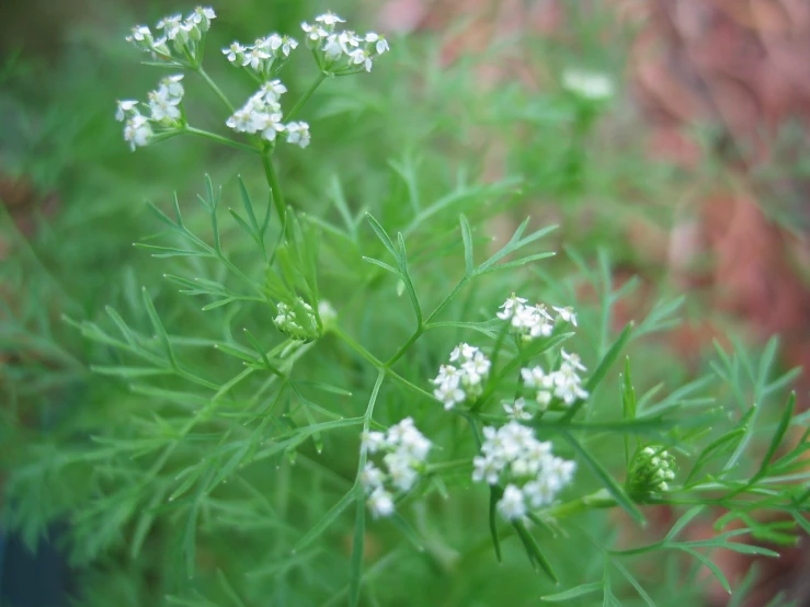 small white flowers on a green bush with many petals