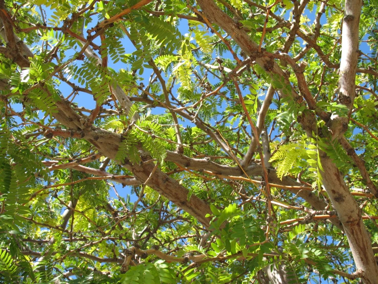 a bird is sitting in a tree full of leaves