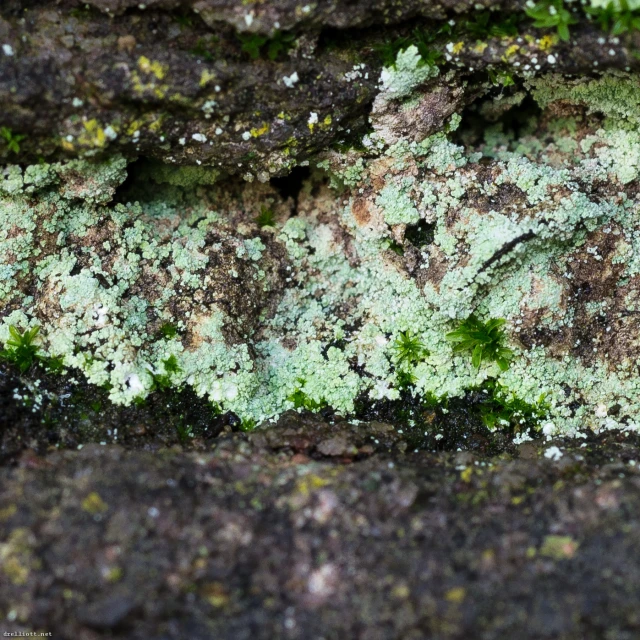 a piece of green moss growing out of rocks