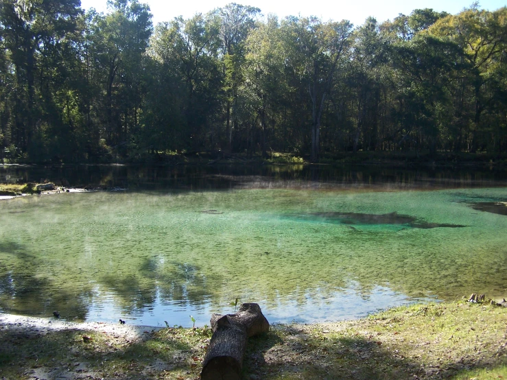 the water is green and brown in this area