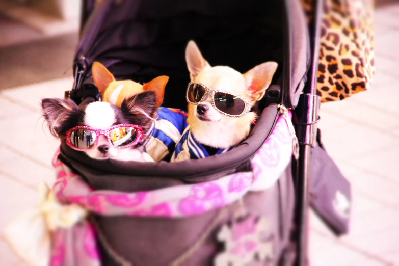 two small dogs sitting in a stroller wearing sunglasses