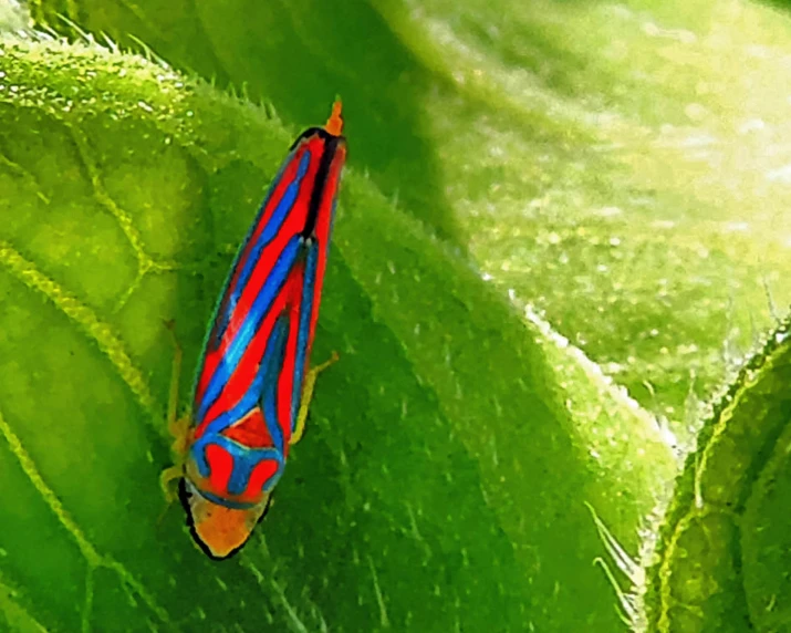 a brightly colored insect crawling on the edge of green leaves