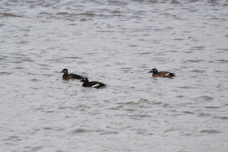 two ducks in the water with their necks crossed