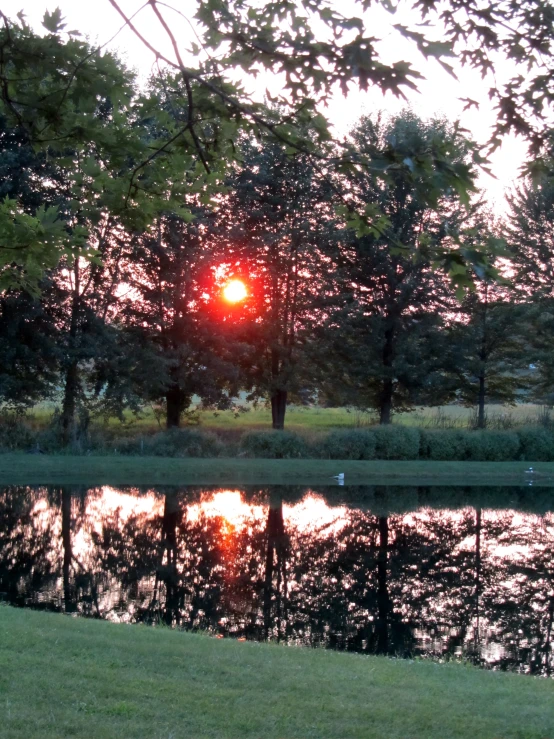 a small lake in a park with trees and birds