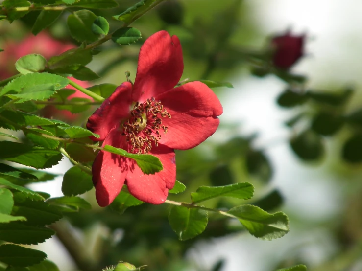 a close up of some red flowers on a tree