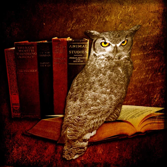 the owl is sitting on the book and watching intently