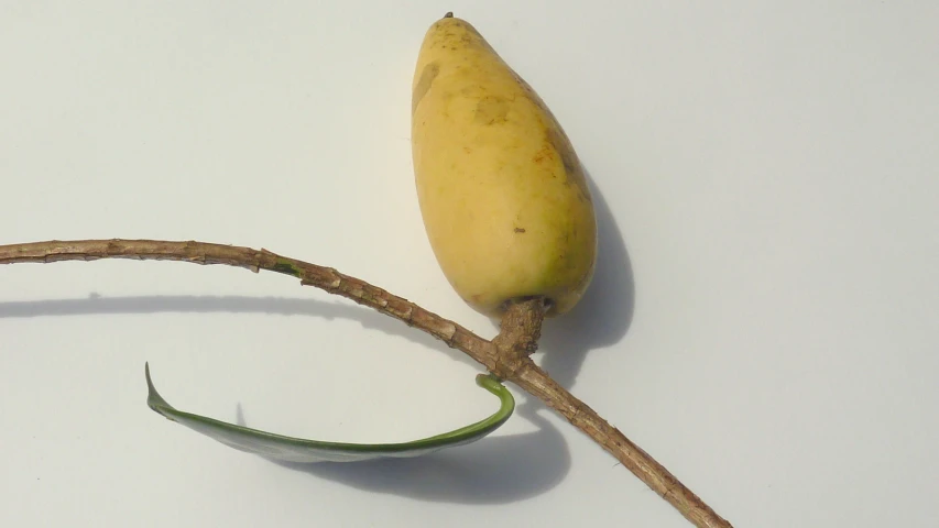 a yellow flower bud hanging from a tree nch