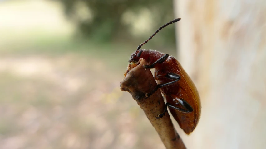 closeup image of two bugs on a plant stem