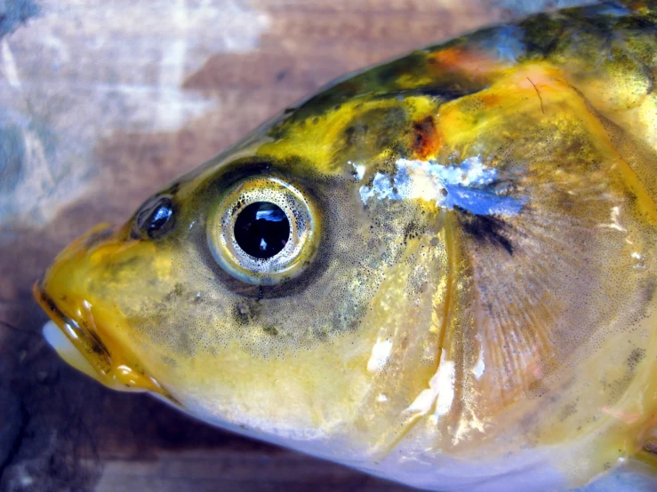 a big yellow fish with some black spots