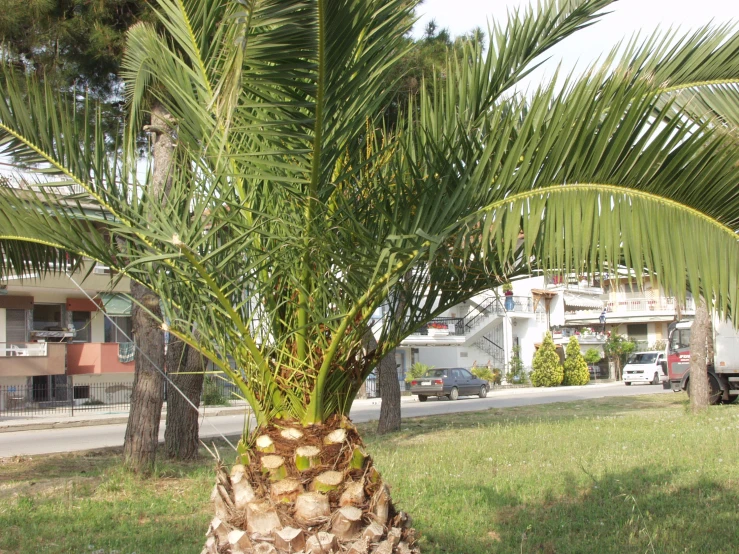 a palm tree in a patch of grass in front of a street