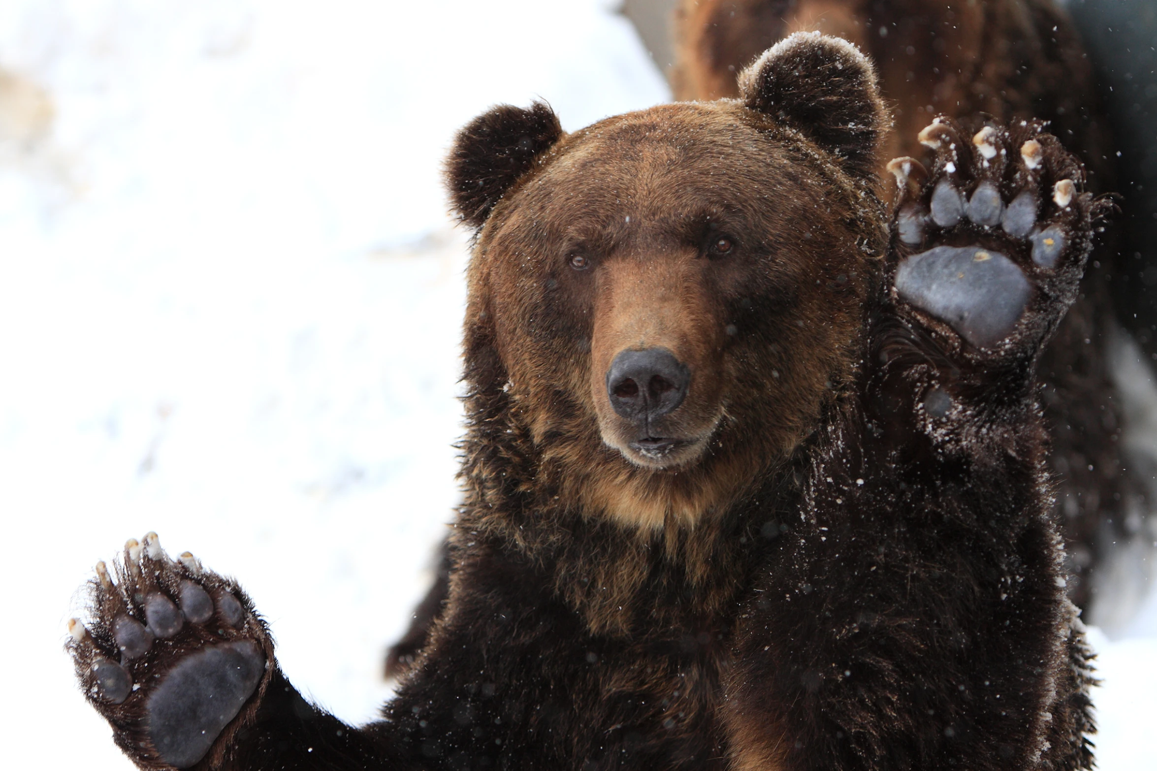 an image of a bear that has paw prints in it