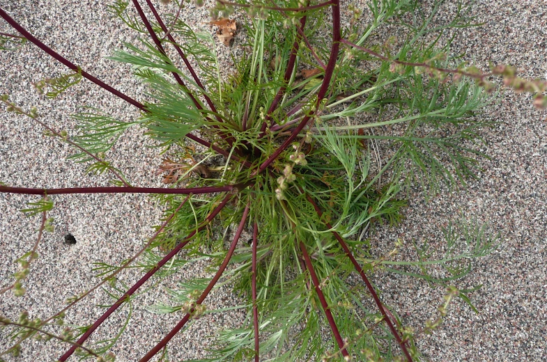 some plants and some dead leaves on the ground