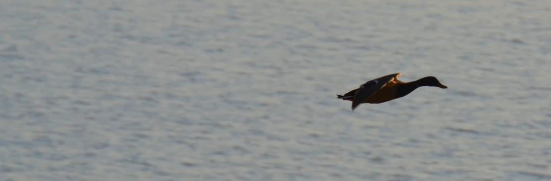 a couple of ducks flying over a lake