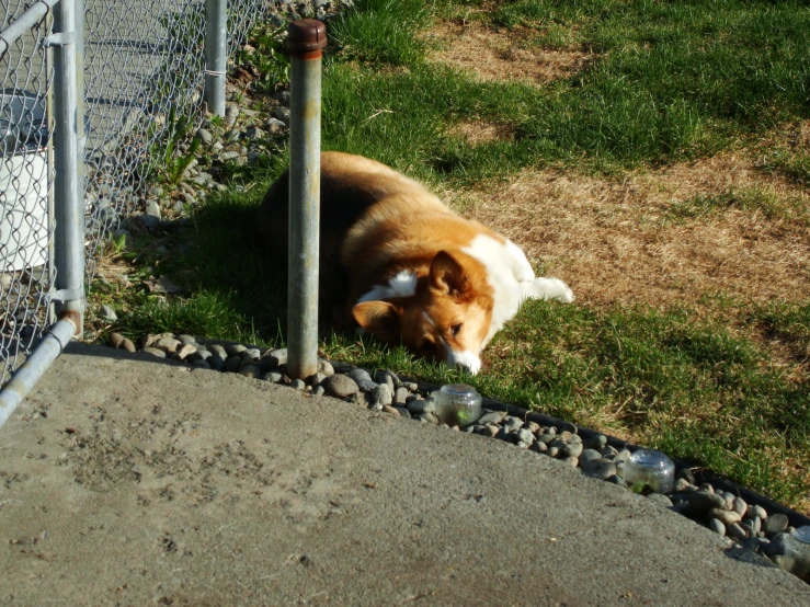 a brown and white dog laying by a fence in the grass