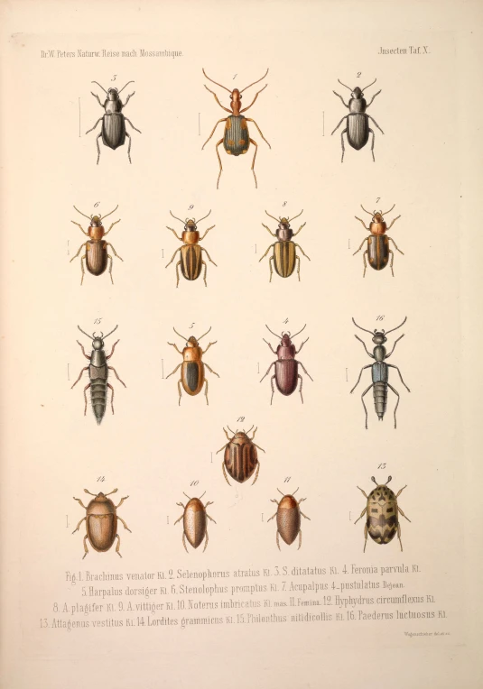 the various types of bugs are shown on a sheet