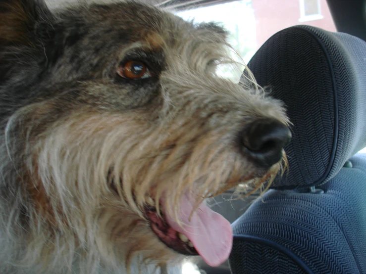 a long haired dog sticking its tongue out the back window