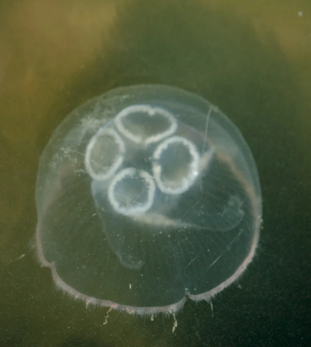 the large jellyfish has white dots on it's body