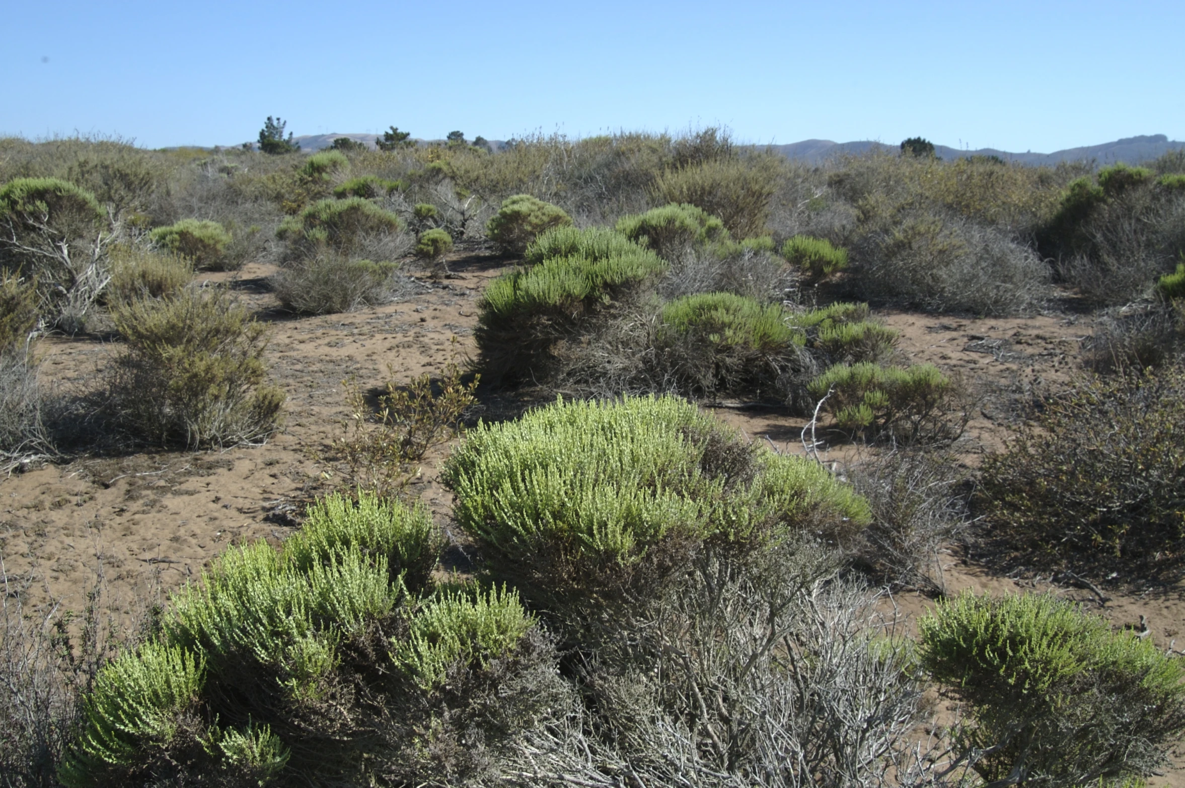 a small bush with small green plants and mountains in the background