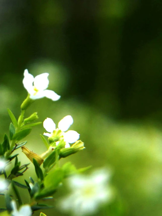 flowers are in focus with an almost blurry background