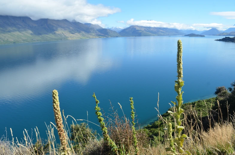 some very pretty tall plants in front of the water