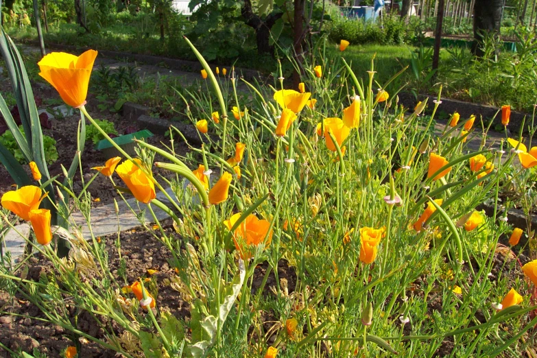 some yellow flowers are growing in the woods